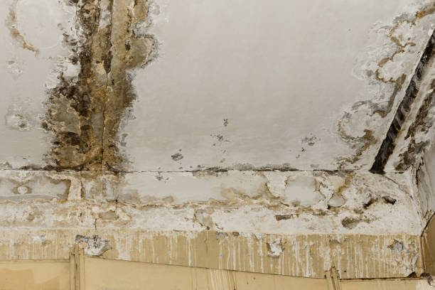 Best Emergency Mold Remediation  in Dodge City, KS